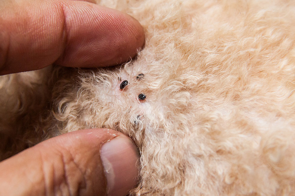 4 Foods That Repel Fleas and Ticks in Pets